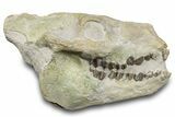 Fossil Oreodont (Merycoidodon) Skull - South Dakota #285132-1
